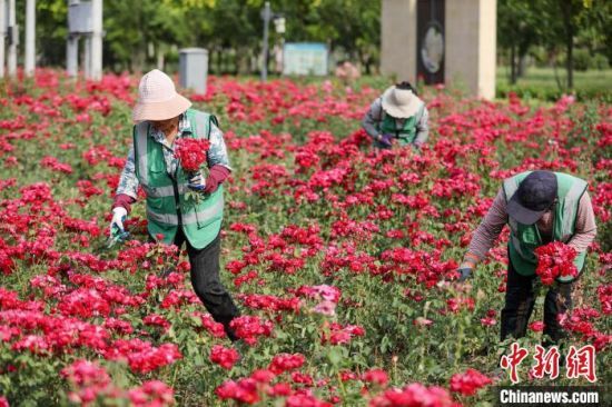 河北衡水一公園“變廢為寶”修剪月季花贈游人